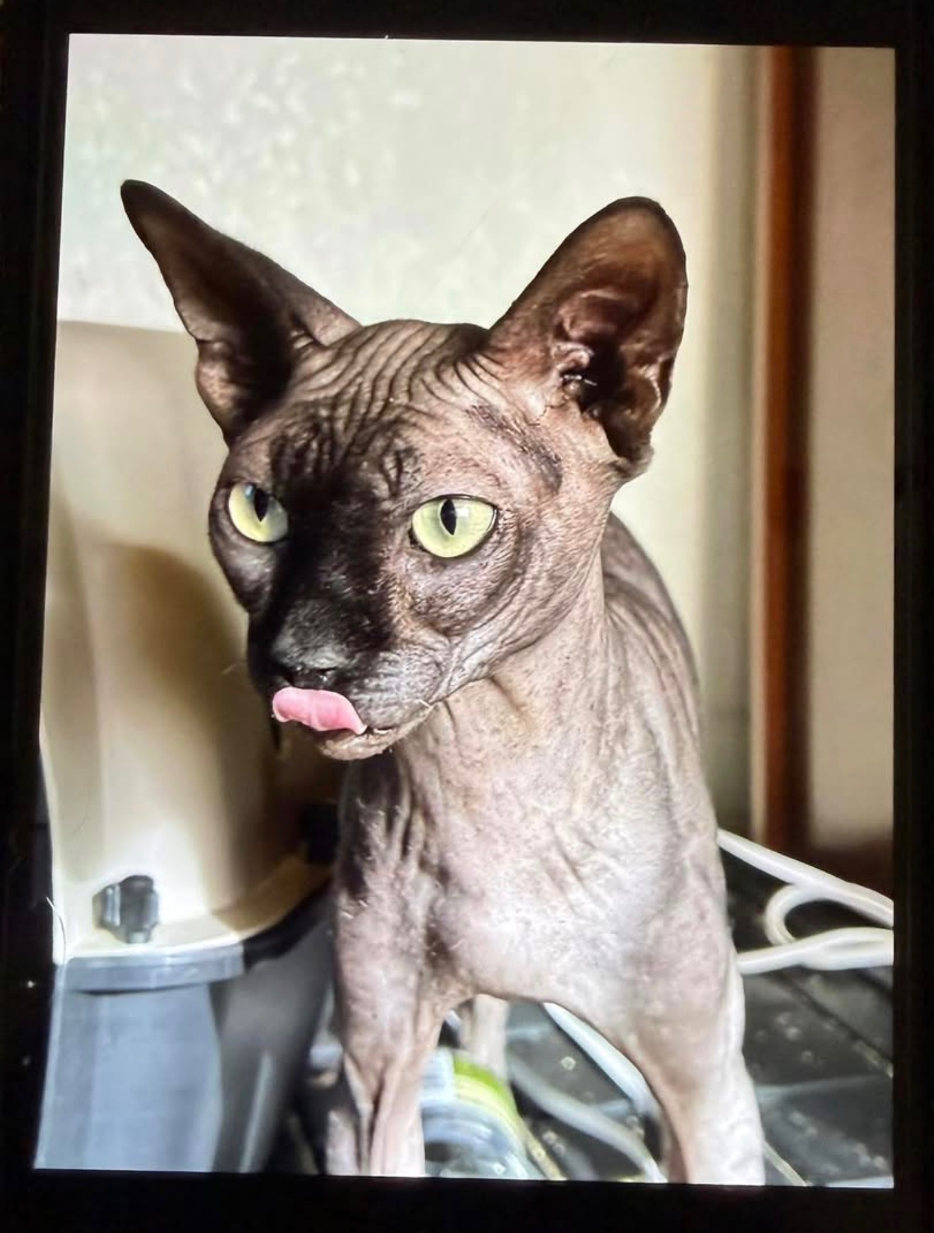 Sphynx stud Johnny Cash - Ball Family Farm