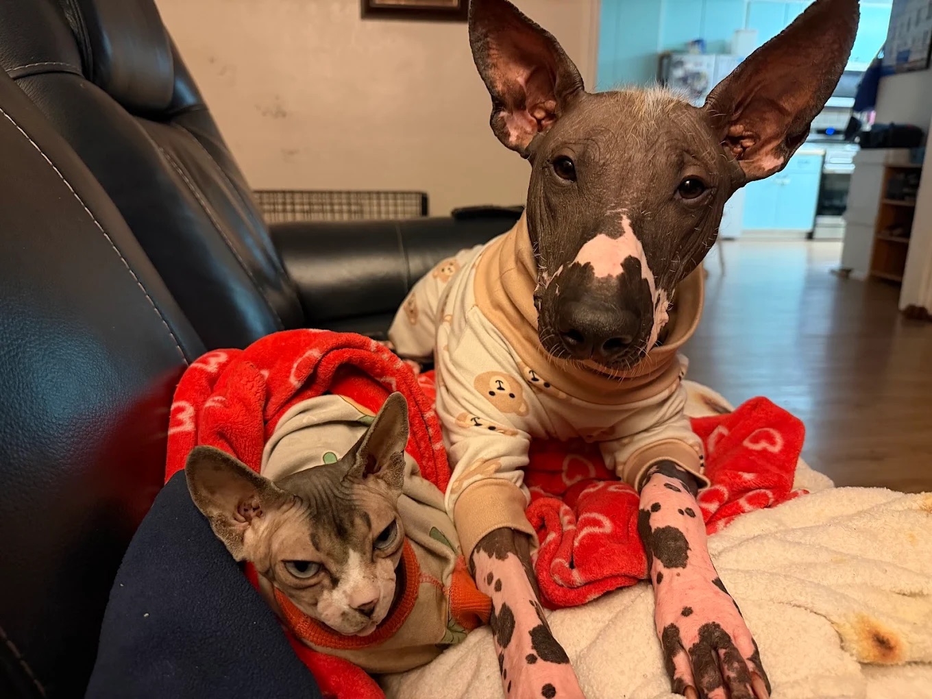 Socialized Sphynx kittens at Ball Family Farm