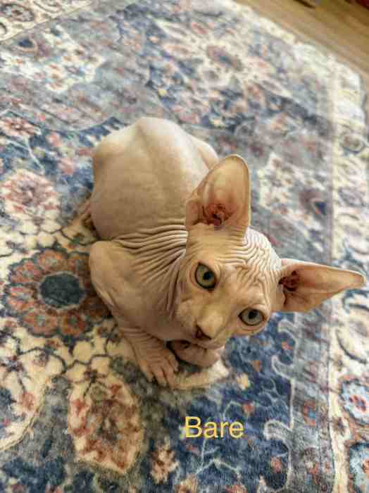 Bare - male Sphynx kitten available at Ball Family Farm