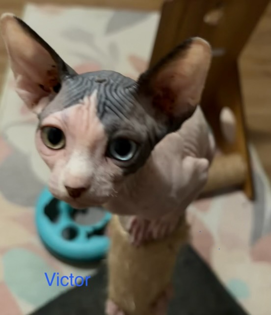 Victor - male Sphynx kitten available at Ball Family Farm