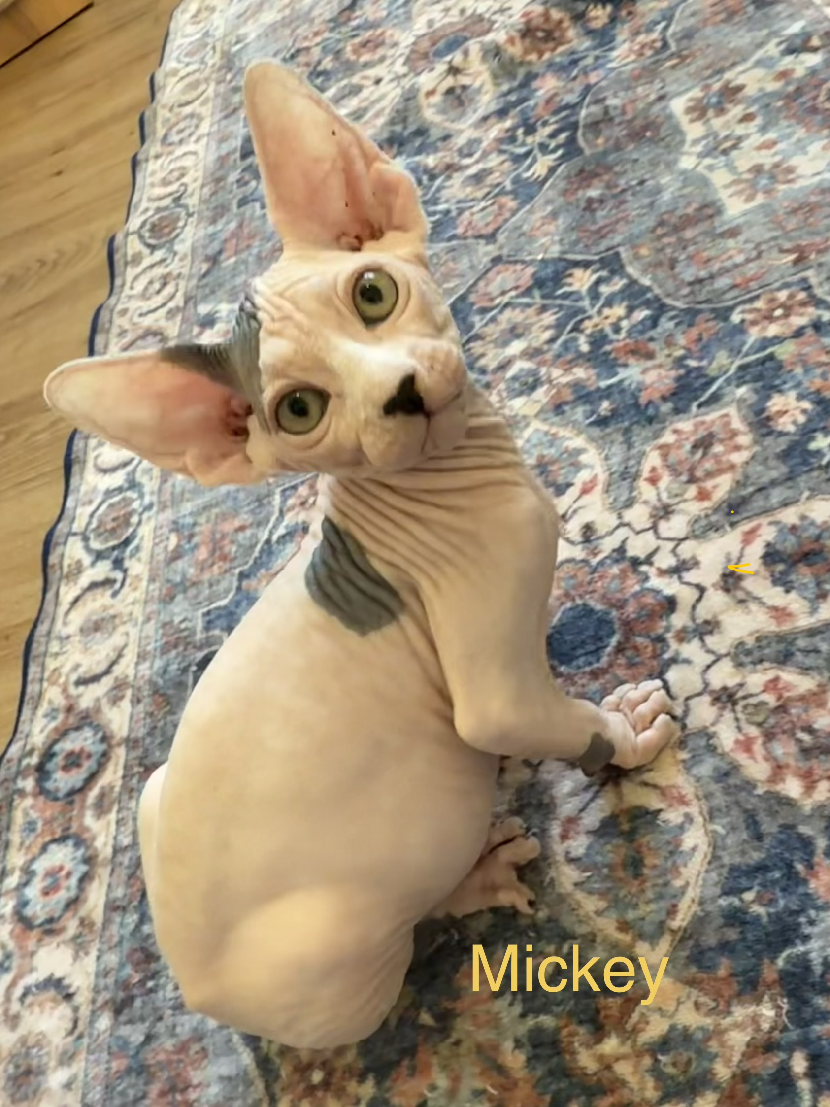 Mickey - male Sphynx kitten available at Ball Family Farm